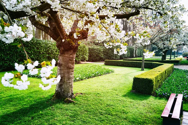 Çiçekli Kiraz Ağacı — Stok fotoğraf