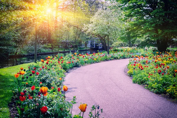 Paysage printanier avec des tulipes colorées — Photo