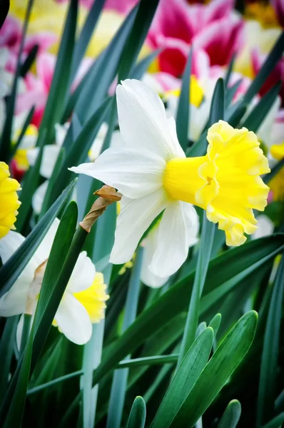 Bílý Narcis — Stock fotografie