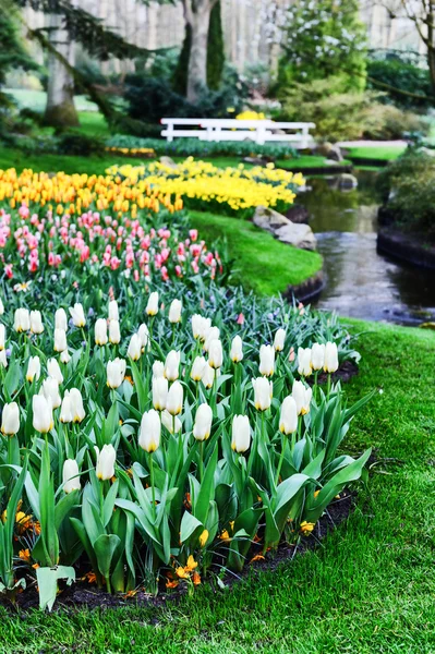 Hermosos tulipanes en Keukenhof Garden — Foto de Stock