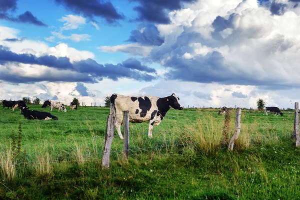 Rebaño de vacas —  Fotos de Stock