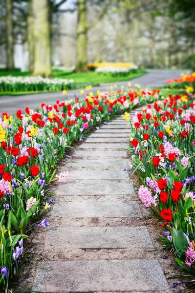 Kleurrijke tulpen en hyacinten — Stockfoto