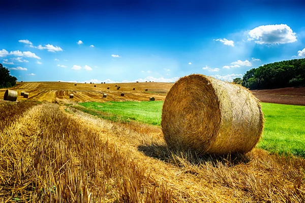 Golden hay bales — Stock Photo, Image
