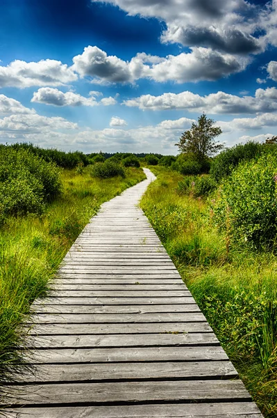 Landscape with wooden walkway — Stock Photo, Image