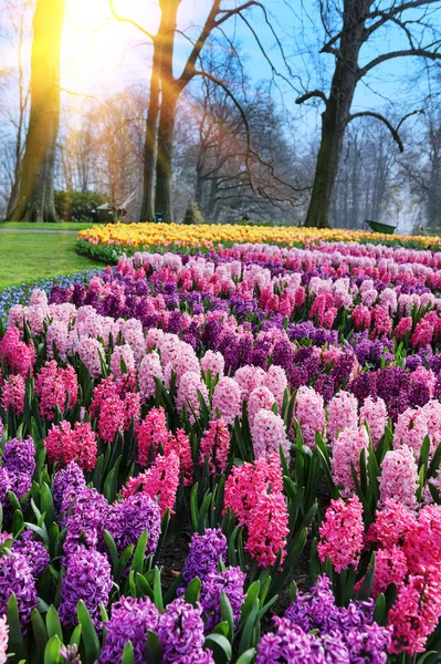 Hyacinths in park — Stock Photo, Image