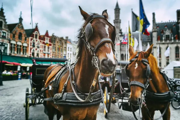 Horse-drawn carriages in Bruges — Stock Photo, Image