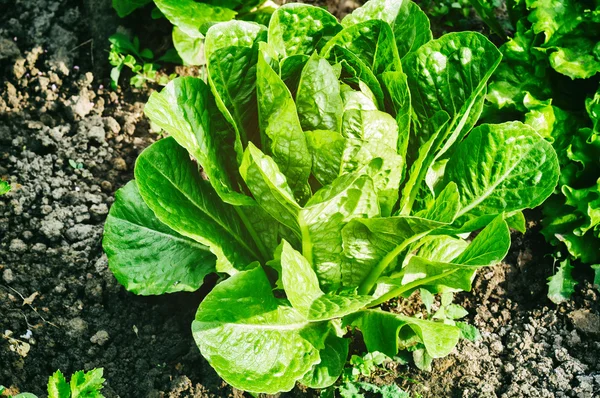 Insalata fresca — Foto Stock