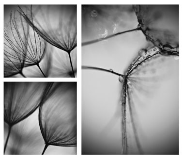 dandelions fotoğrafları kolaj. dandelions sanatsal fotoğraflar