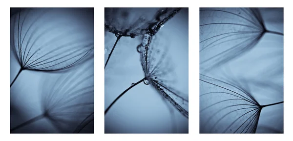 dandelions fotoğrafları kolaj. dandelions sanatsal fotoğraflar