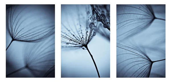 Collage with photos of dandelions. artistic photos of dandelions — Stock Photo, Image