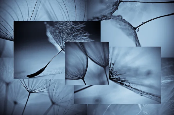 dandelions fotoğrafları kolaj. dandelions sanatsal fotoğraflar