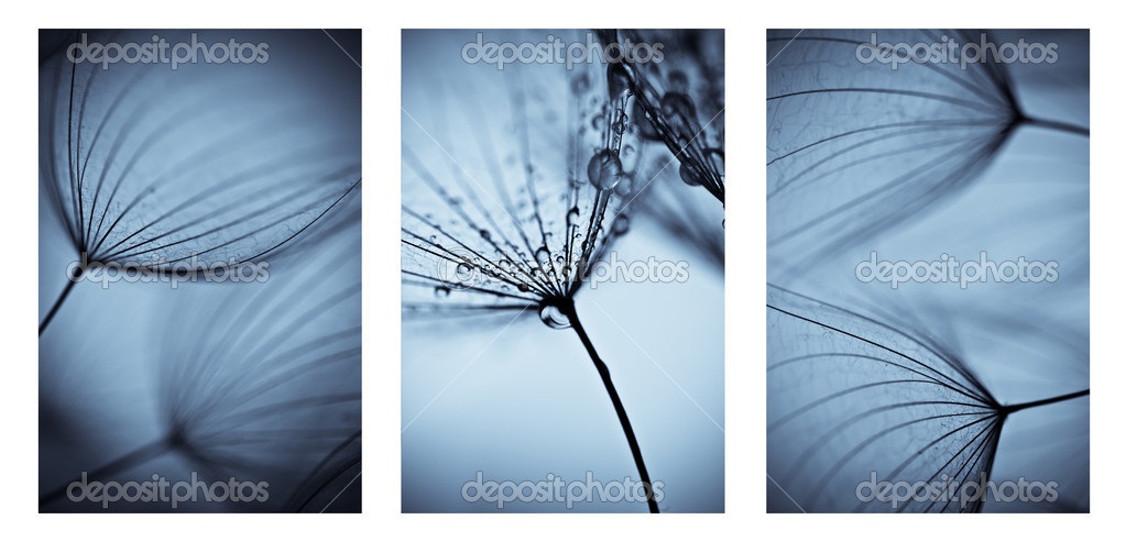 Collage with photos of dandelions. artistic photos of dandelions