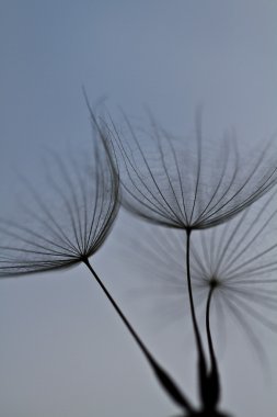 karahindiba tohumlar üzerinde beyaz duvara çizilen. karahindiba tohumları