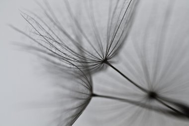 karahindiba tohumlar üzerinde beyaz duvara çizilen. karahindiba tohumları