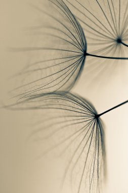 karahindiba tohumlar üzerinde beyaz duvara çizilen. karahindiba tohumları