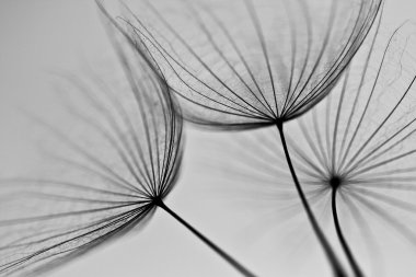 karahindiba tohumlar üzerinde beyaz duvara çizilen. karahindiba tohumları