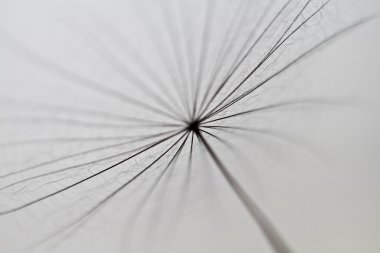 karahindiba tohumlar üzerinde beyaz duvara çizilen. karahindiba tohumları