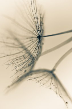 karahindiba tohumlar üzerinde beyaz duvara çizilen. karahindiba tohumları