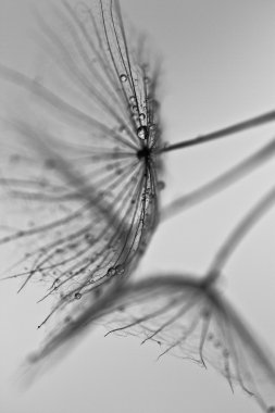 karahindiba tohumlar üzerinde beyaz duvara çizilen. karahindiba tohumları