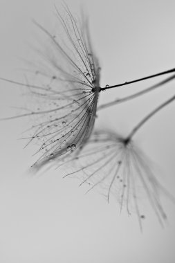 karahindiba tohumlar üzerinde beyaz duvara çizilen. karahindiba tohumları