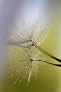 karahindiba tohumlar üzerinde beyaz duvara çizilen. karahindiba tohumları