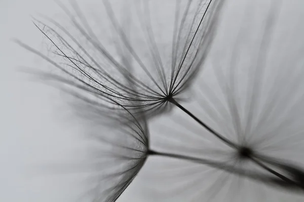 karahindiba tohumlar üzerinde beyaz duvara çizilen. karahindiba tohumları