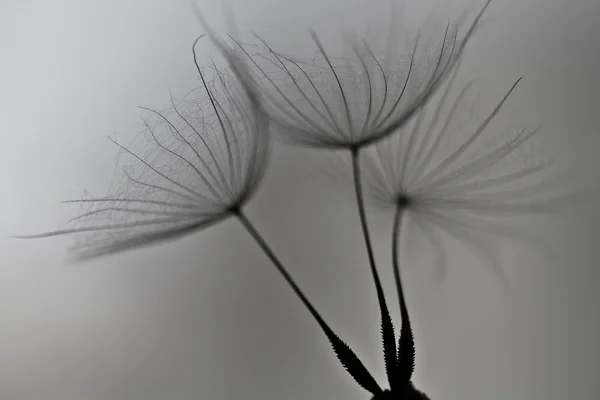 Dandelion seeds drawn on a white brick wall. dandelion seeds