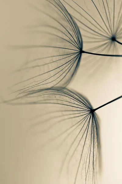 karahindiba tohumlar üzerinde beyaz duvara çizilen. karahindiba tohumları