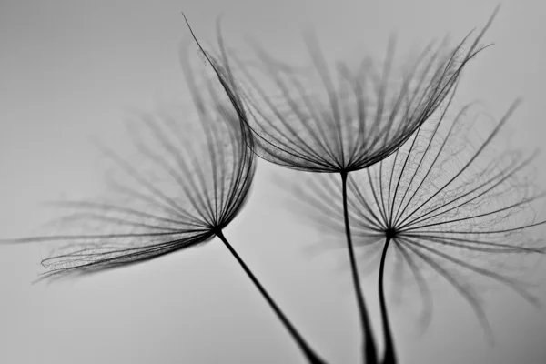 karahindiba tohumlar üzerinde beyaz duvara çizilen. karahindiba tohumları