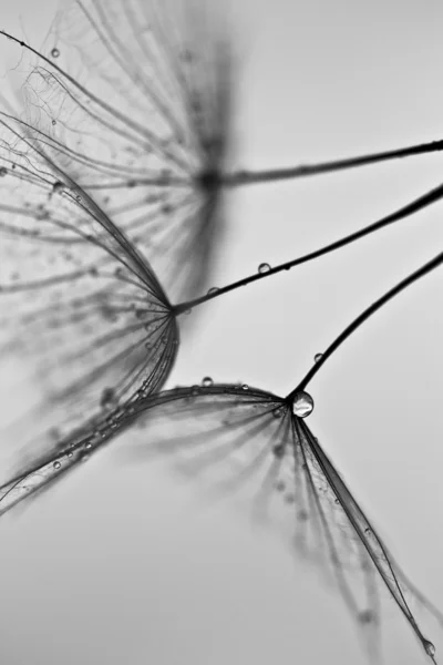 karahindiba tohumlar üzerinde beyaz duvara çizilen. karahindiba tohumları