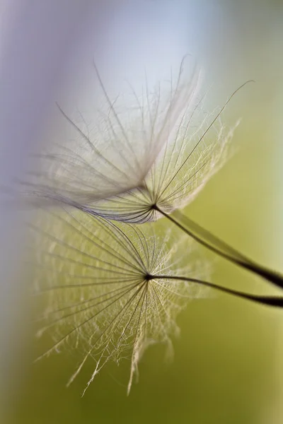karahindiba tohumlar üzerinde beyaz duvara çizilen. karahindiba tohumları