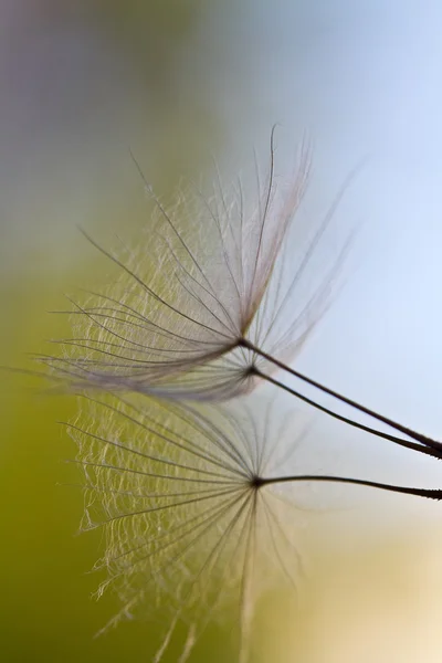 Dandelion seeds drawn on a white brick wall. dandelion seeds — Stock Photo, Image