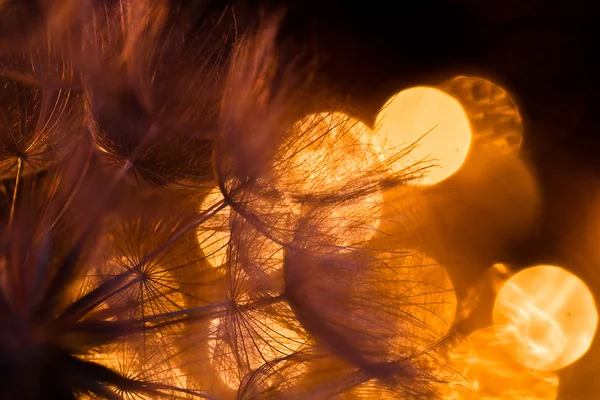 Soyut karahindiba çiçek arka plan, aşırı closeup. Doğal zemin üzerine büyük karahindiba.
