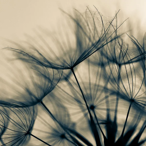 Soyut karahindiba çiçek arka plan, aşırı closeup. Doğal zemin üzerine büyük karahindiba. — Stok fotoğraf