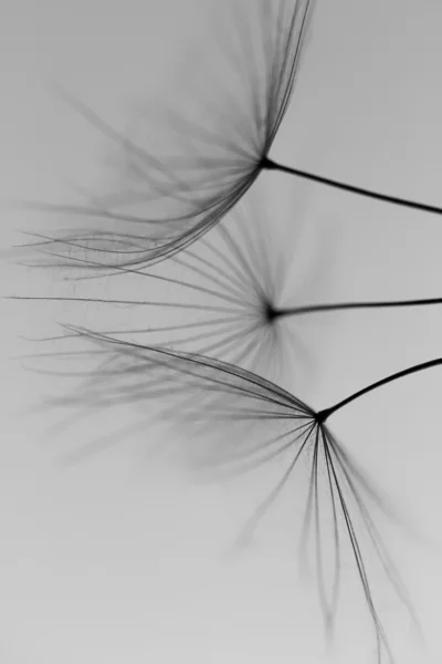 Soyut karahindiba çiçek arka plan, aşırı closeup. Doğal zemin üzerine büyük karahindiba.