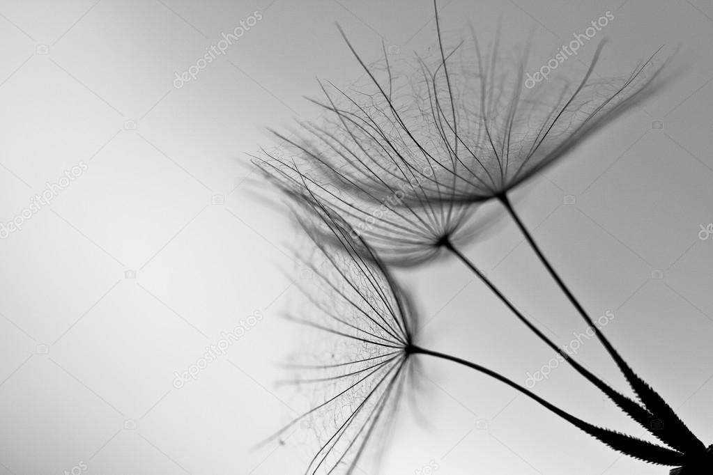 Abstract dandelion flower background, extreme closeup. Big dandelion on natural background.