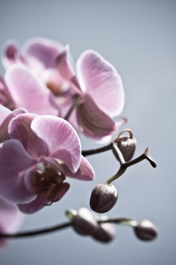 Orkide çiçekleri, beyaz arkaplanda izole..