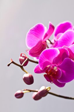 Orkide çiçekleri, beyaz arkaplanda izole..