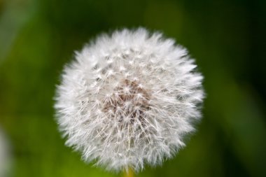 soyut Karahindiba çiçeği arka plan, aşırı closeup. büyük kara hindiba.