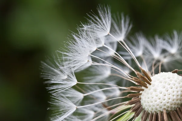 Abstract dandelion flower background, extreme closeup. Big dandelion on natural background. — Stock Photo, Image