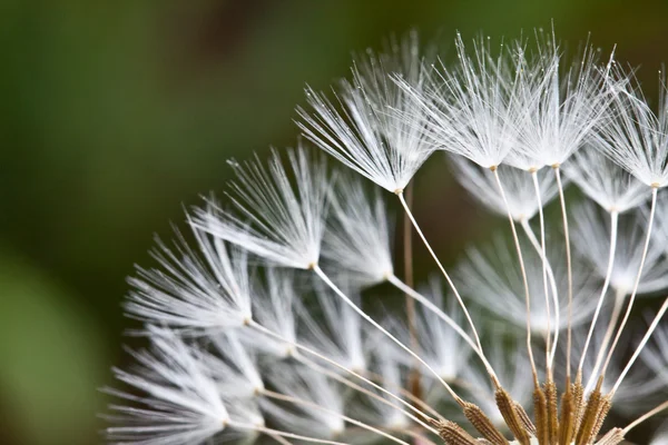 Abstract dandelion flower background, extreme closeup. Big dandelion on natural background. — Stock Photo, Image