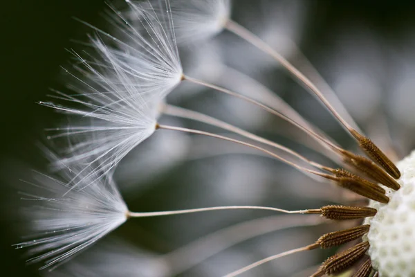 Soyut karahindiba çiçek arka plan, aşırı closeup. Doğal zemin üzerine büyük karahindiba.