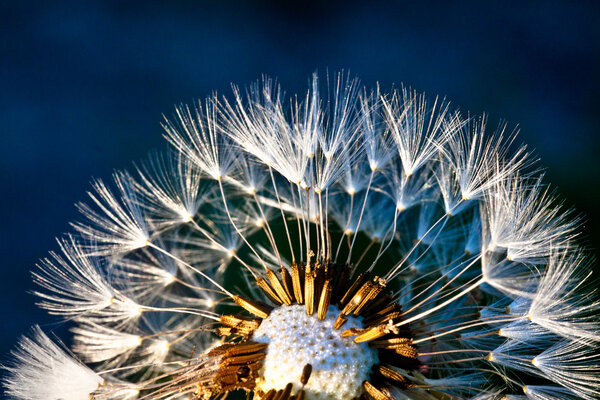 Abstract dandelion flower background, extreme closeup. Big dandelion on natural background.