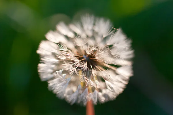 Abstracte paardebloem bloem achtergrond, extreme close-up. grote paardebloem op natuurlijke achtergrond. — Stockfoto