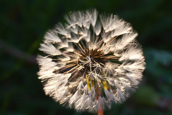 Fondo abstracto de flores de diente de león, primer plano extremo. Gran diente de león sobre fondo natural . — Foto de Stock