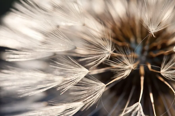 Abstract dandelion flower background, extreme closeup. Big dandelion on natural background. — Stock Photo, Image