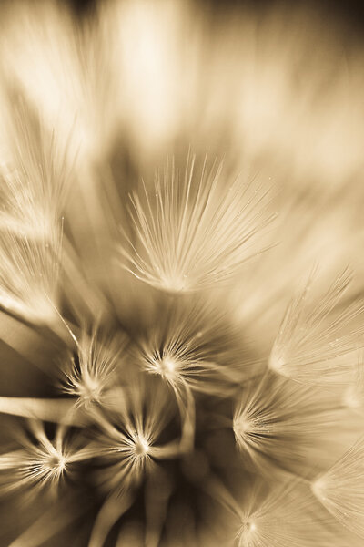 Abstract dandelion flower background, extreme closeup. Big dandelion on natural background.