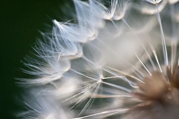 Αφηρημένη πικραλίδα λουλούδι φόντο, ακραία closeup. μεγάλη πικραλίδα σε φυσικό φόντο. — Φωτογραφία Αρχείου
