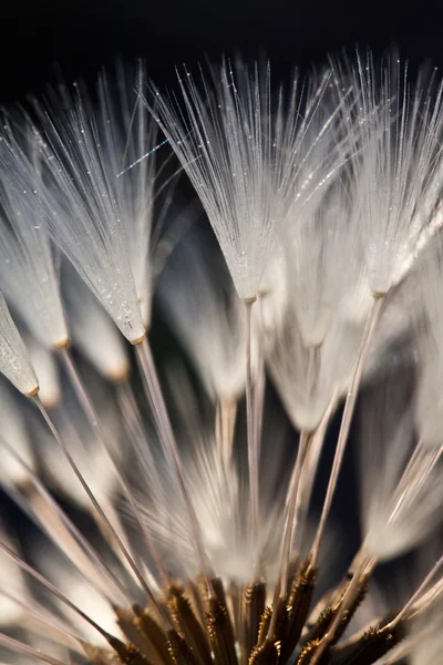 Soyut karahindiba çiçek arka plan, aşırı closeup. Doğal zemin üzerine büyük karahindiba.