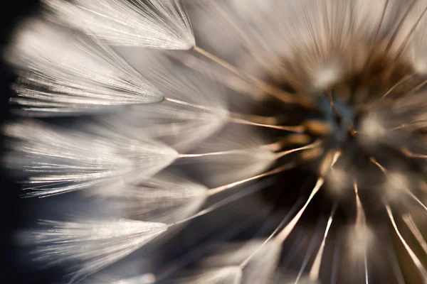 Soyut karahindiba çiçek arka plan, aşırı closeup. Doğal zemin üzerine büyük karahindiba.